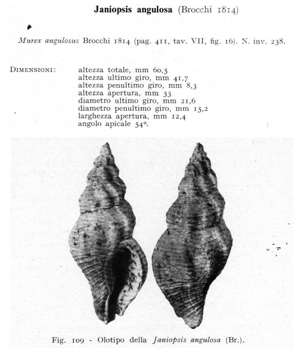 gasteropode problematico